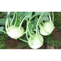 Kohlrabi, 1 Bulb